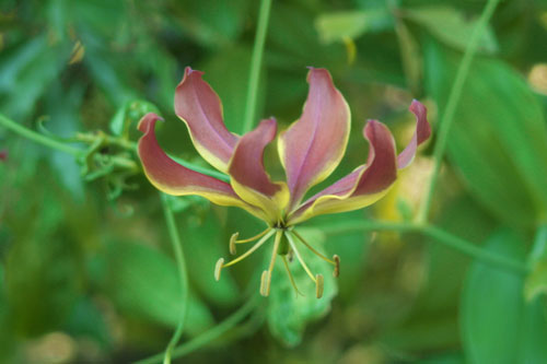 The Plants Of Victoria Falls