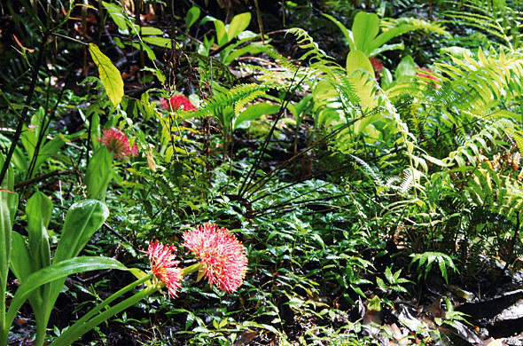 The Plants Of Victoria Falls