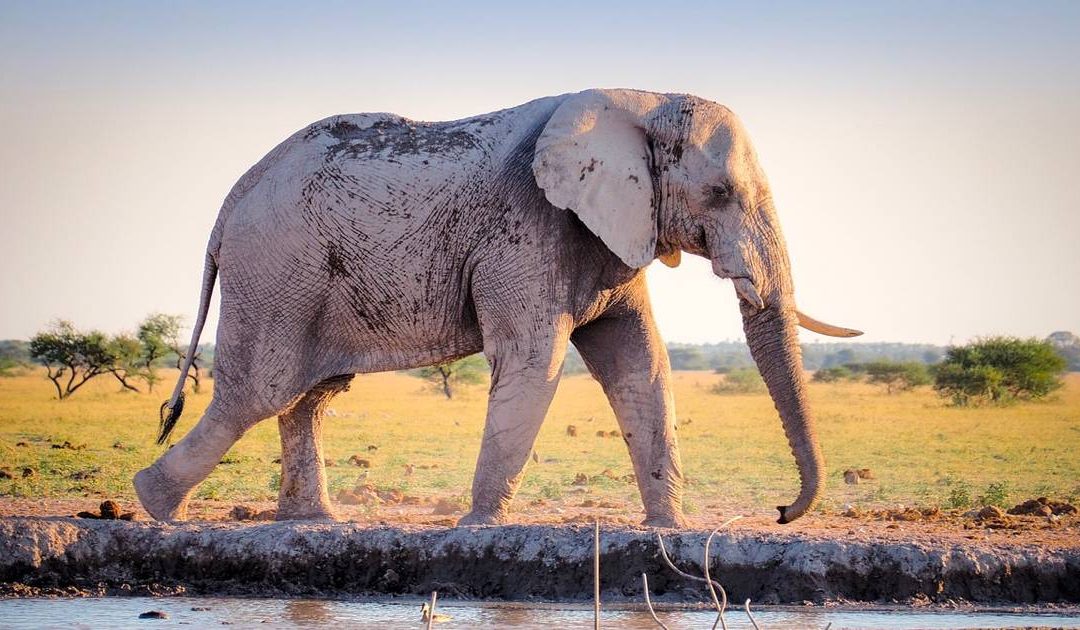 The Wildlife Of Victoria Falls