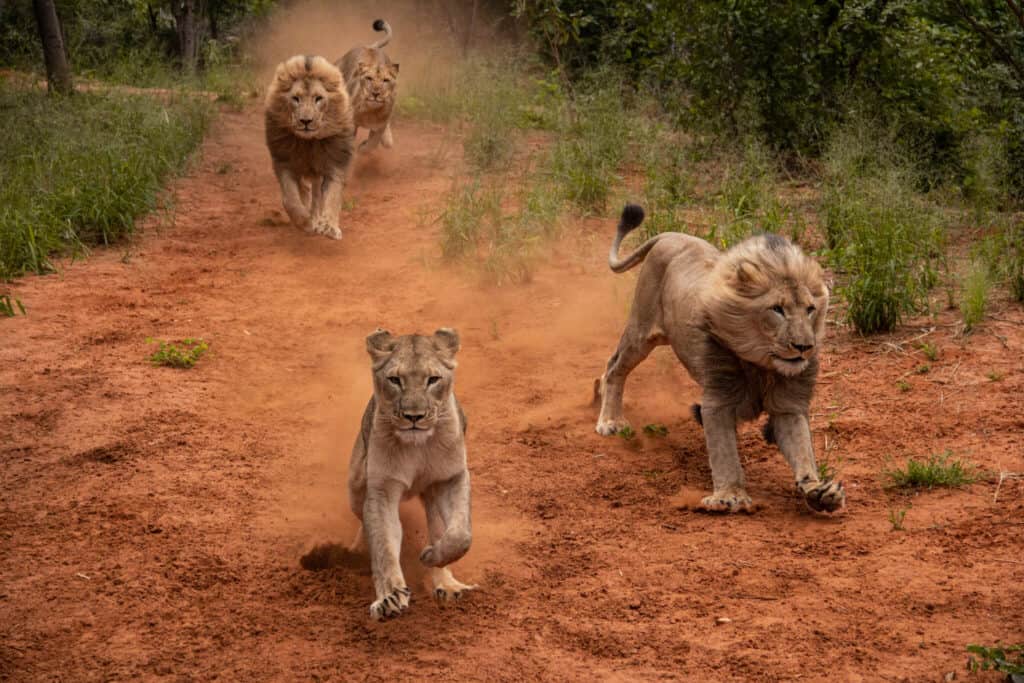 The Wildlife Of Victoria Falls