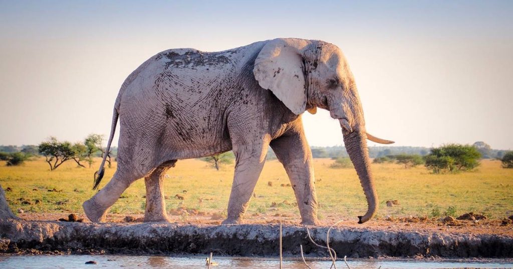 The Wildlife Of Victoria Falls