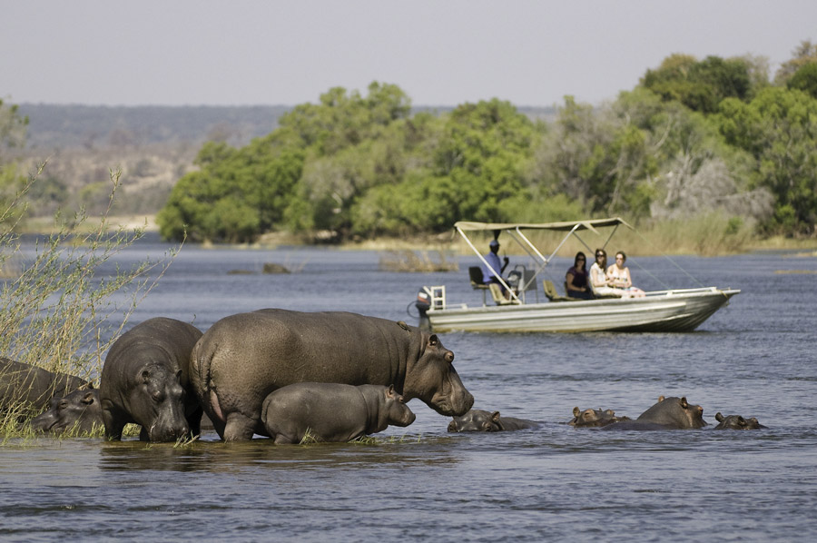 The Wildlife Of Victoria Falls