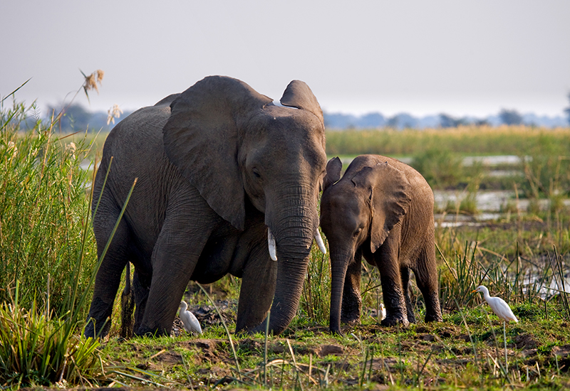 What Are The Best Places To Take Photos Of The Wildlife In Victoria Falls?