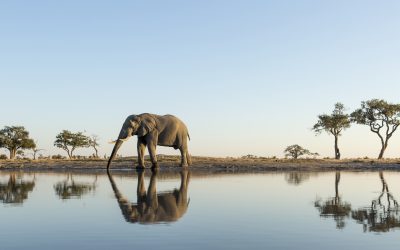 What Are The Best Things To Do In Chobe National Park?