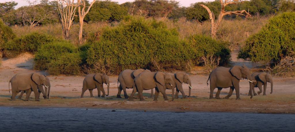 What Are The Best Things To Do In Chobe National Park?