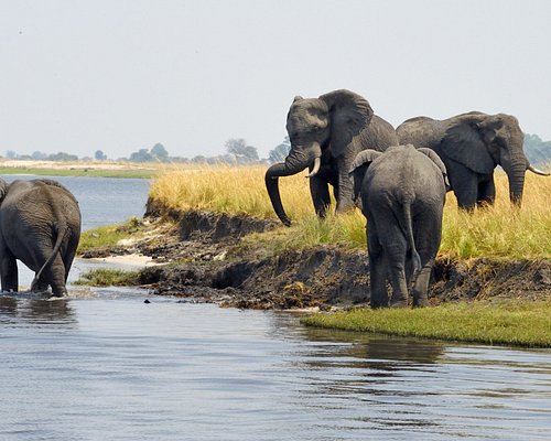 What Are The Best Things To Do In Chobe National Park?